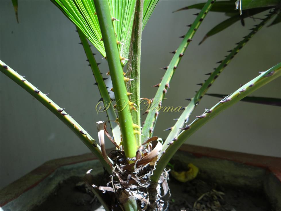  Petioles with spines